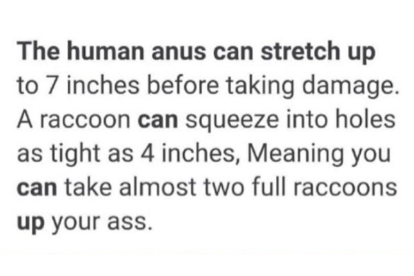 Racoon Joke