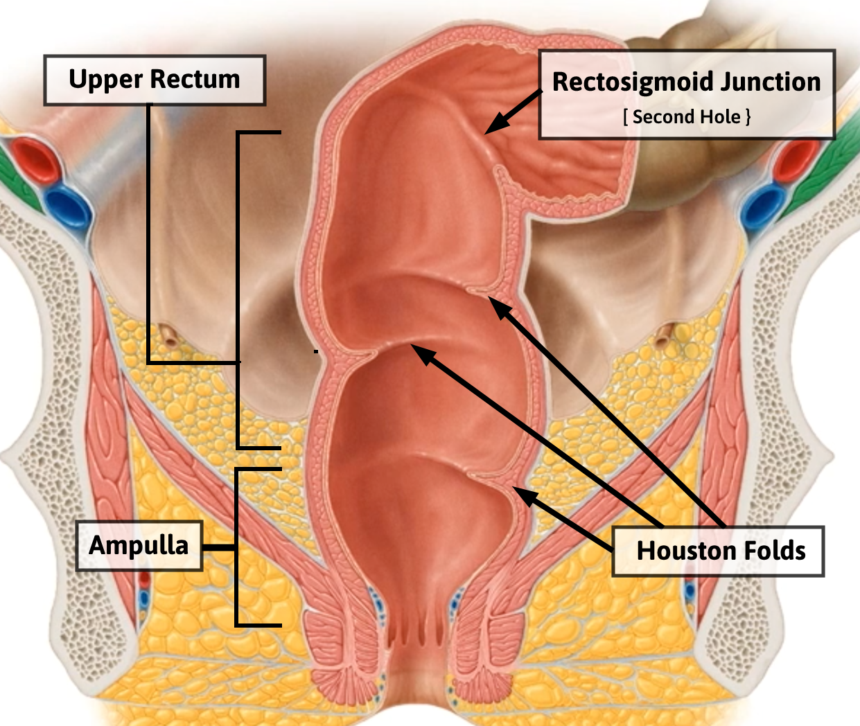Rectum