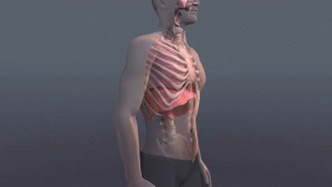 Physiological animation of breathing